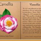 Camellia, Alabama State Flower Pin