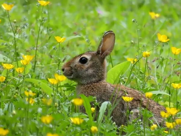 Springtime Bunny