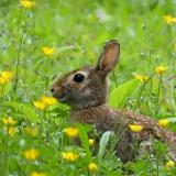 Springtime Bunny