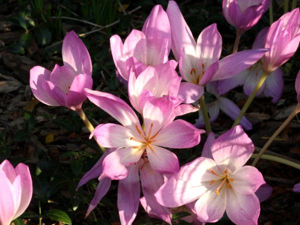 Light Pink Flowers