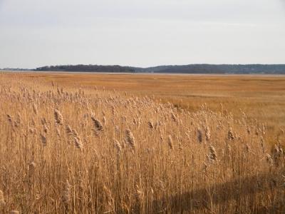 Marshland