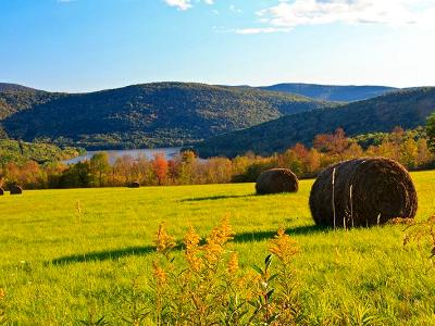 Goldenrod Hayfield Goldenrod Hayfield