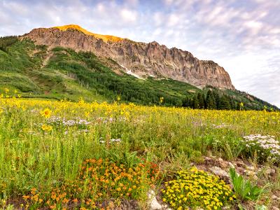 Gothic Mountain Flowerland Gothic Mountain Flowerland