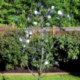 Stainless Steel Aspen Tree