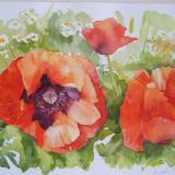 Red Poppies