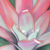 "Soft Fuchsia Bromeliad"