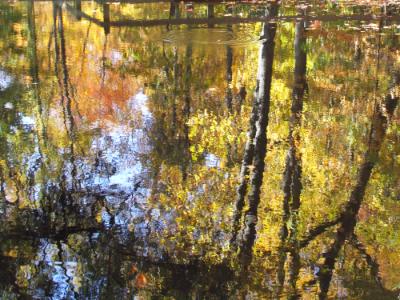 Reflections in a Pond