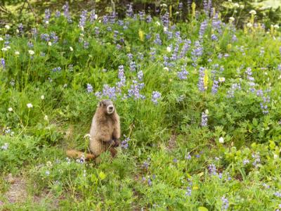 Marmot Amidst the Lupine Marmot Amidst the Lupine
