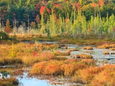Autumn Adirondacks Marsh Autumn Adirondacks Marsh