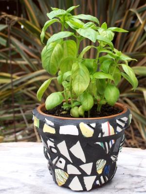 Basil Mosaic Pot Basil Mosaic Pot