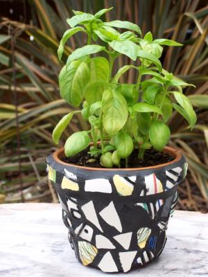 Basil Mosaic Pot