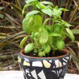 Basil Mosaic Pot