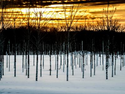 Minnesota Winter II