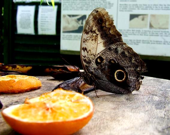 Nature: Dining Butterfly