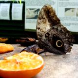 Nature: Dining Butterfly