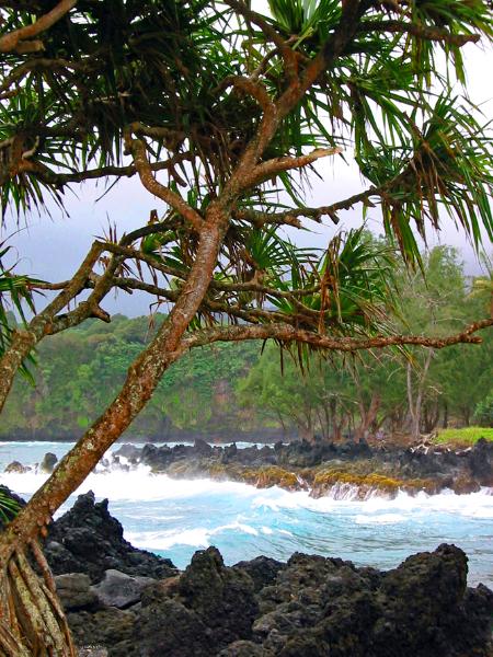 Black Lava Palm