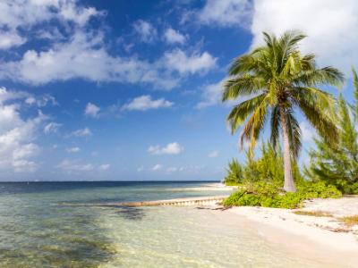 Starfish Point Beach Palm Starfish Point Beach Palm
