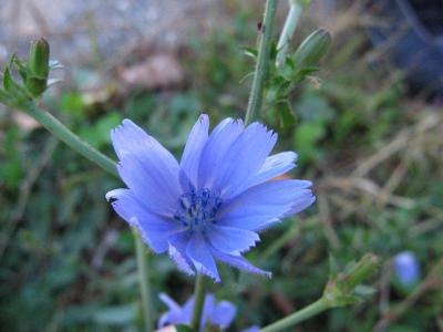 Blue Beauty