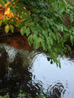 North Coventry Stream