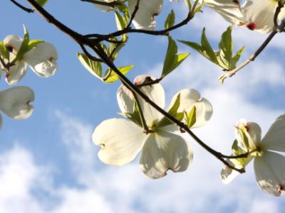 Dogwoods Dogwoods