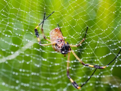 SIx-Legged Golden Orb Weaver SIx-Legged Golden Orb Weaver