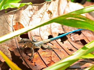 Central American Whiptail Lizard Central American Whiptail Lizard