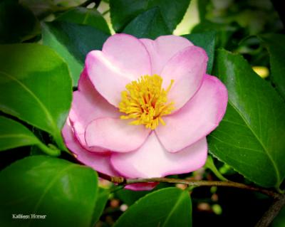 Camellia Pink Plantation Pin Camellia Pink Plantation Pin