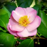 Camellia Pink Plantation Pin