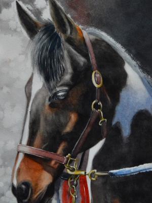 The beauty of the American Paint Horse, 38cm x 56xm, 2019