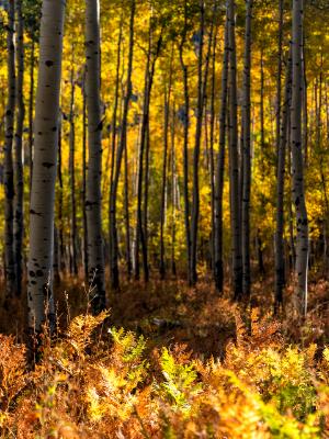 Owl Creek Pass Aspen Grove and Fern Forest Floor Owl Creek Pass Aspen Grove and Fern Forest Floor
