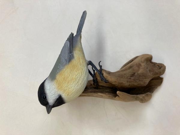 Chickadee 