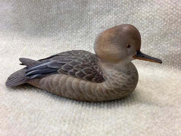 Hooded Merganzer hen