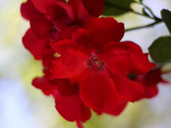 Red Rose in Vienna