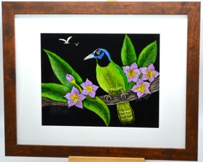 Green Jay