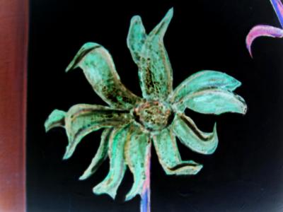 aqua Dalphinium aqua Dalphinium