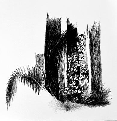 fern 1