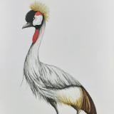 Crowned crane