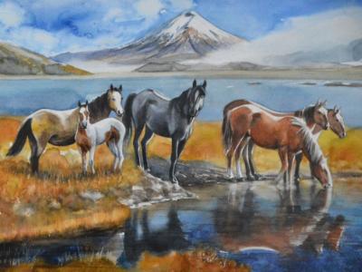The wild horses of the Cotopaxi National Park, 38cm x 56cm, 2021
