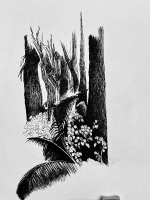 fern 2