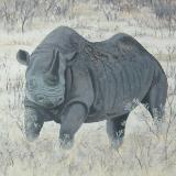 Black rhino