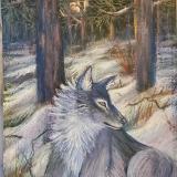 Lone Wolf in Snowy landscape