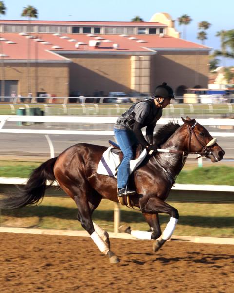 Del Mar Racetrack Morning Workout Thoroughbred Horses