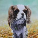 The autumn dog, 38cm x 56cm, 2021