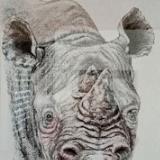 Black rhino