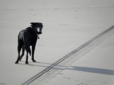 Beach with Dog