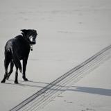 Beach with Dog