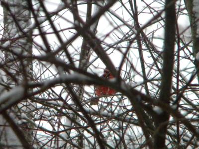 Cardinal on a Winter's Day