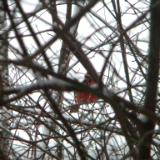 Cardinal on a Winter's Day