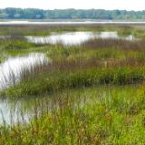 The Marsh 