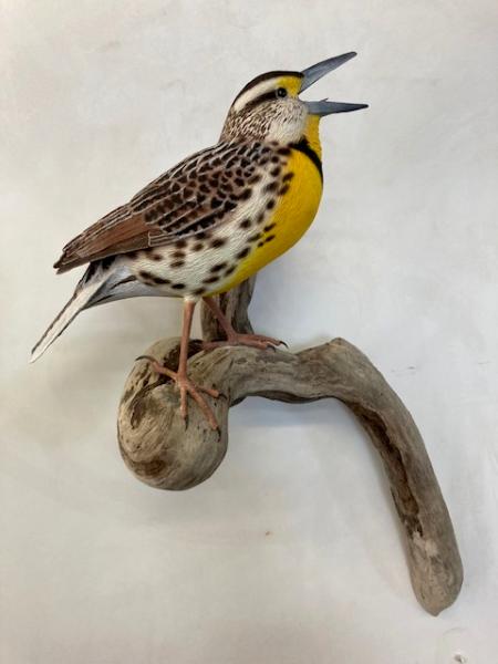 Life size Meadowlark #1